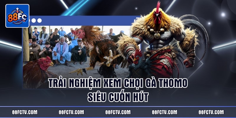 Trải nghiệm xem chọi gà Thomo siêu cuốn hút